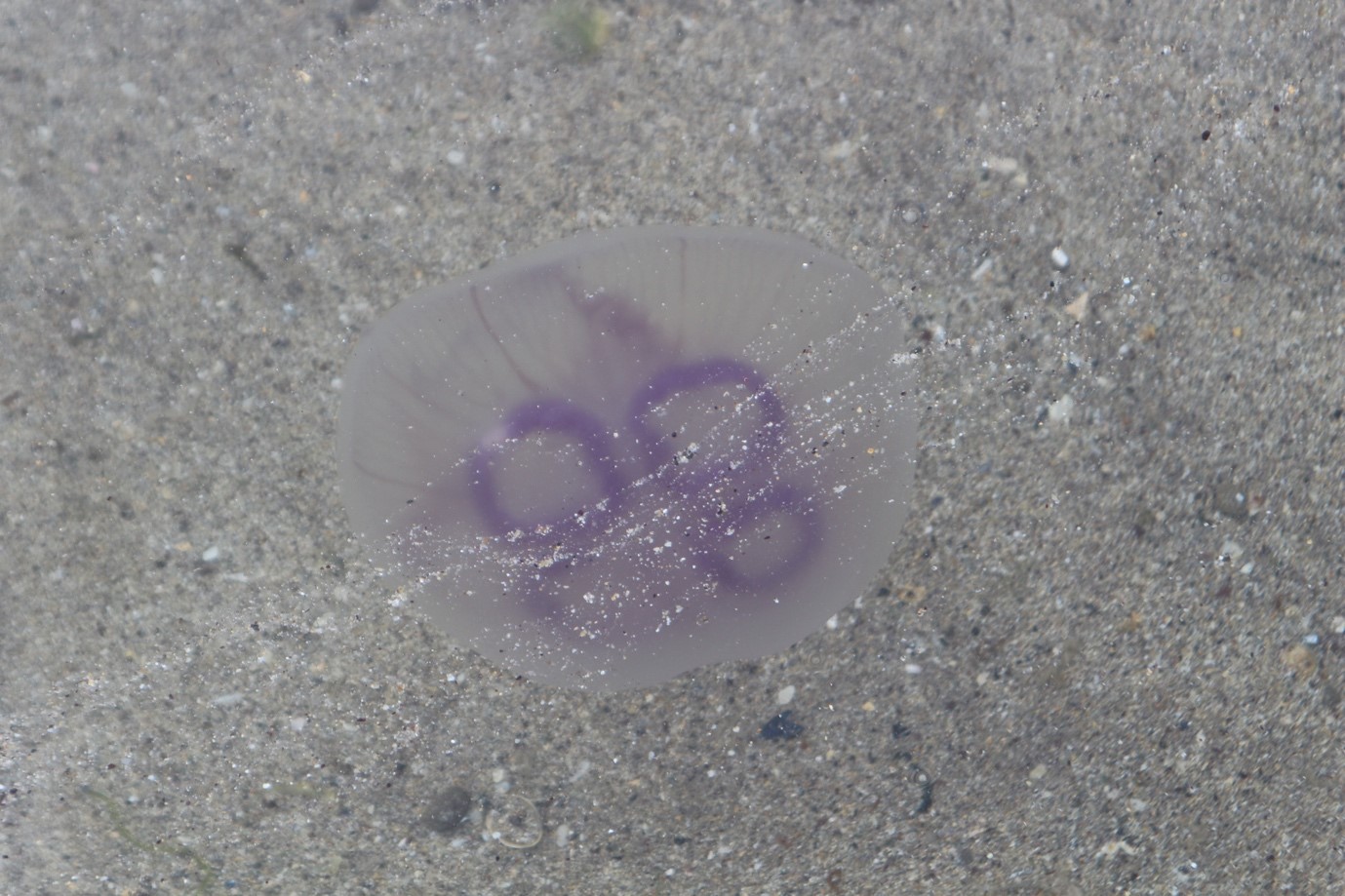Llŷn Iveragh on Twitter "These pink or lilac horseshoe