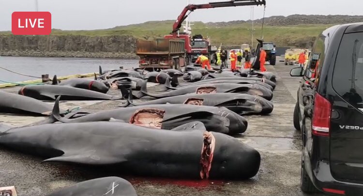 lynxlynx123's tweet photo. #FaroeIslands 🇫🇴say 'we use ALL of the whale'. The truth is they dump them in the sea.  Kill 4 fun🔪🩸

#StopTheGrind #Ecocide https://t.co/d3PaaLxxyt