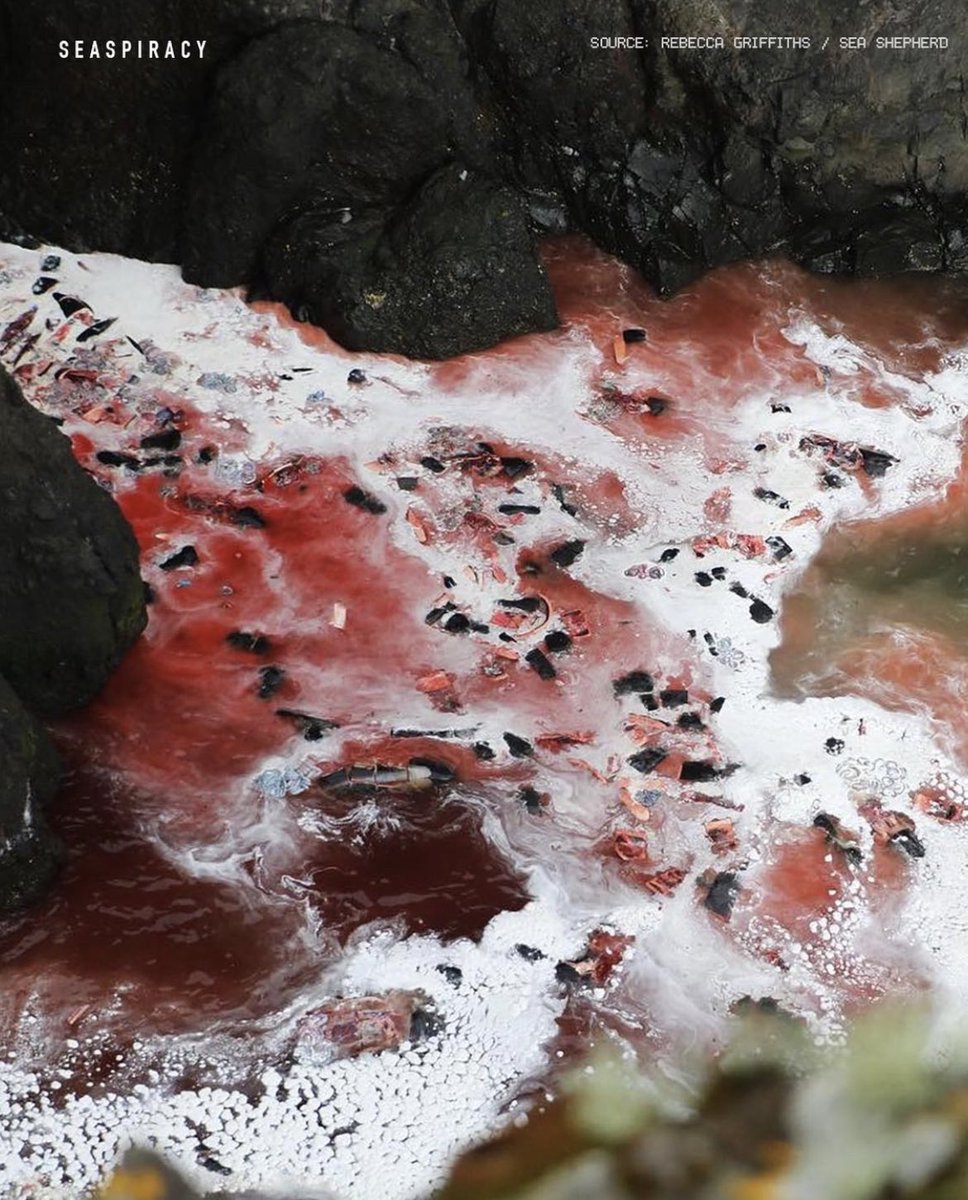 lynxlynx123's tweet photo. #FaroeIslands 🇫🇴say 'we use ALL of the whale'. The truth is they dump them in the sea.  Kill 4 fun🔪🩸

#StopTheGrind #Ecocide https://t.co/d3PaaLxxyt