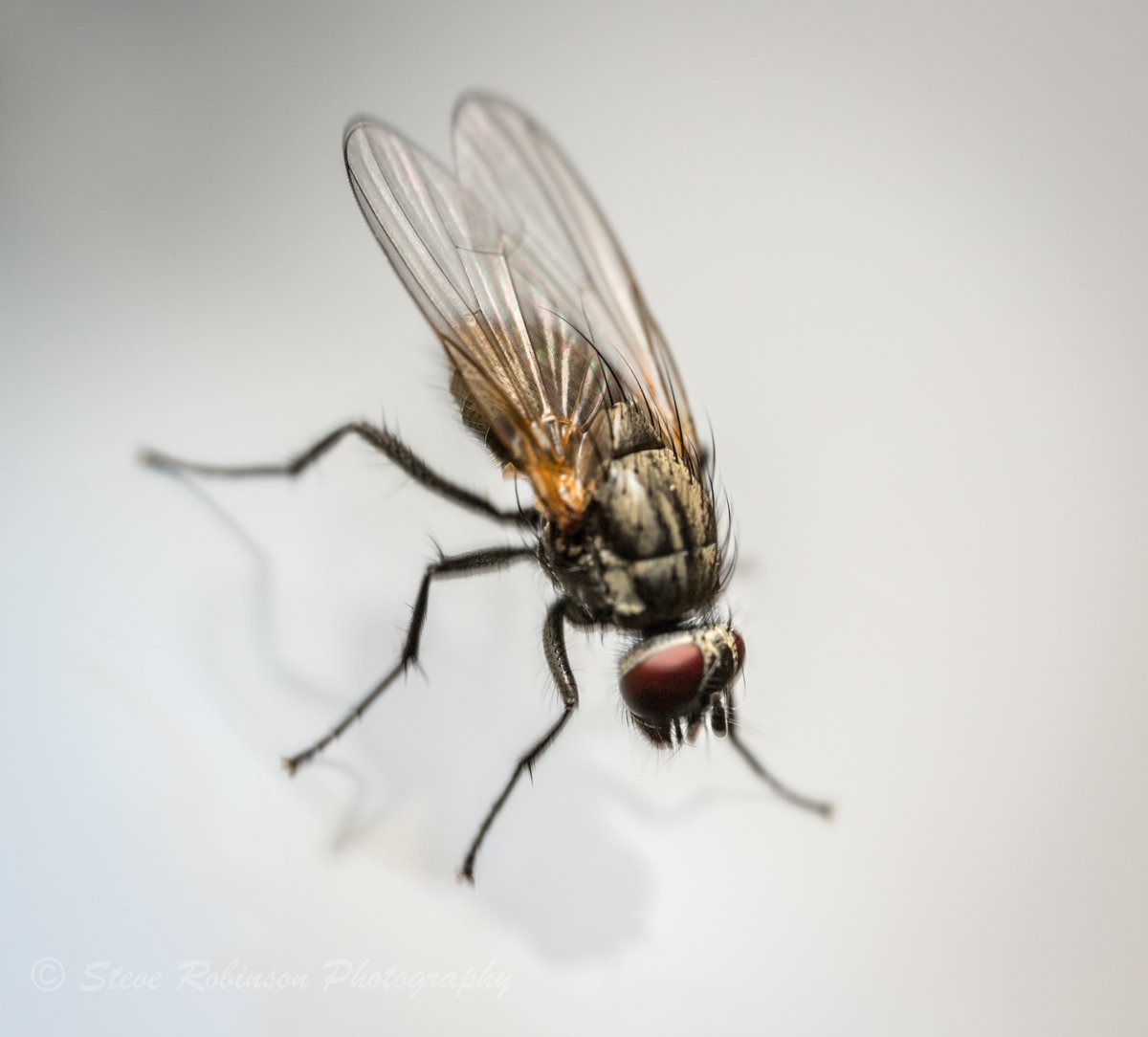 First attempt at Macro with the new lens, loving it 📸#macrophotography #insects #happynewlens steverobinsonphotography.weebly.com