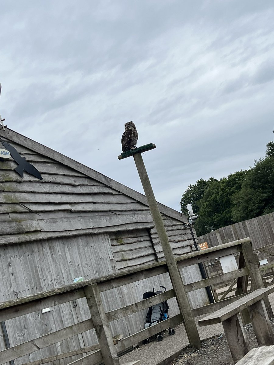 We loved the bird show 🦤🦩🦢