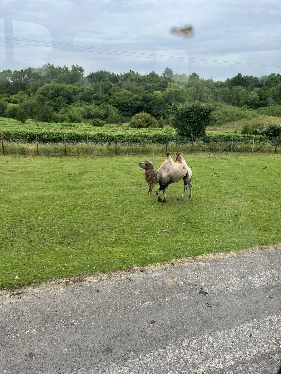 missholroyd's tweet photo. We got to see lots of animals 🐃🦏🦓🦒 https://t.co/kZu9kVouLS