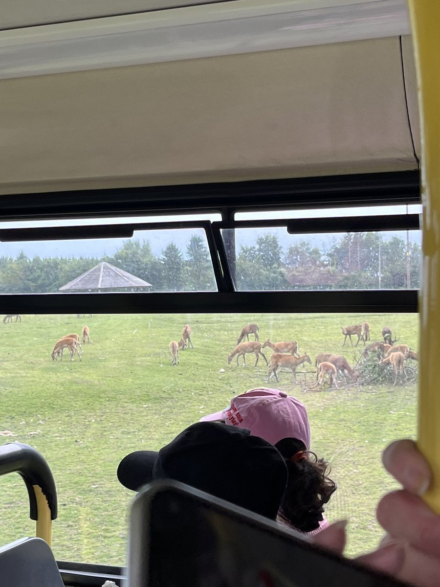 We got to see lots of animals 🐃🦏🦓🦒