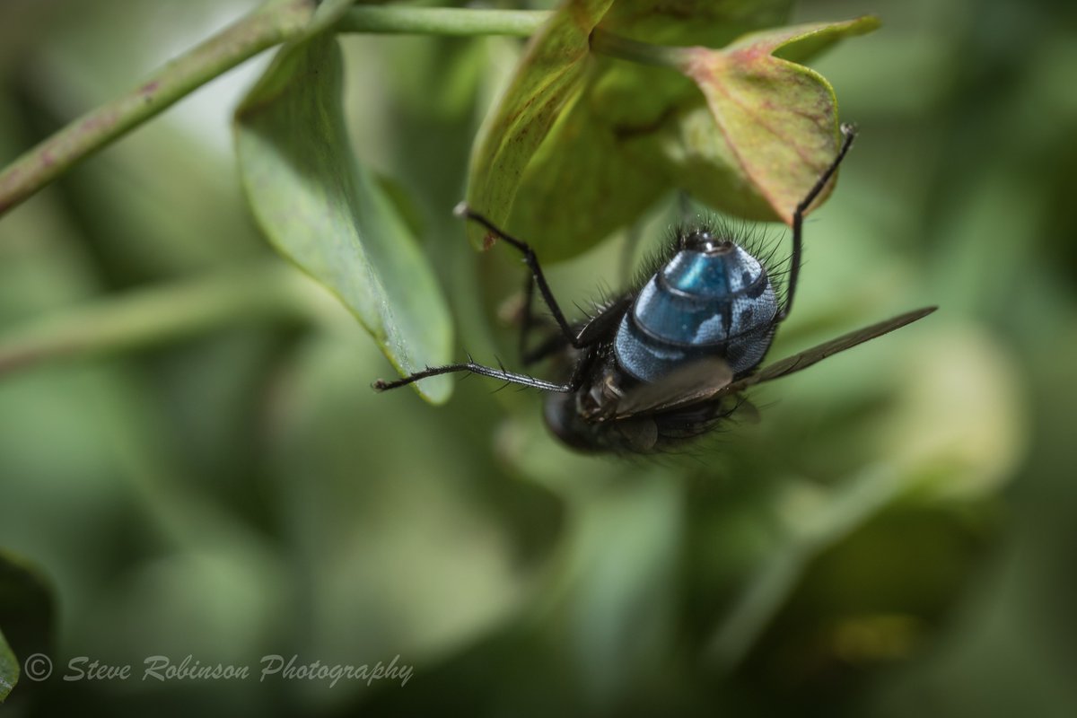 A bluebottles arse, why wont you turn round? 🤣#macrophotography #insects #happynewlens steverobinsonphotography.weebly.com