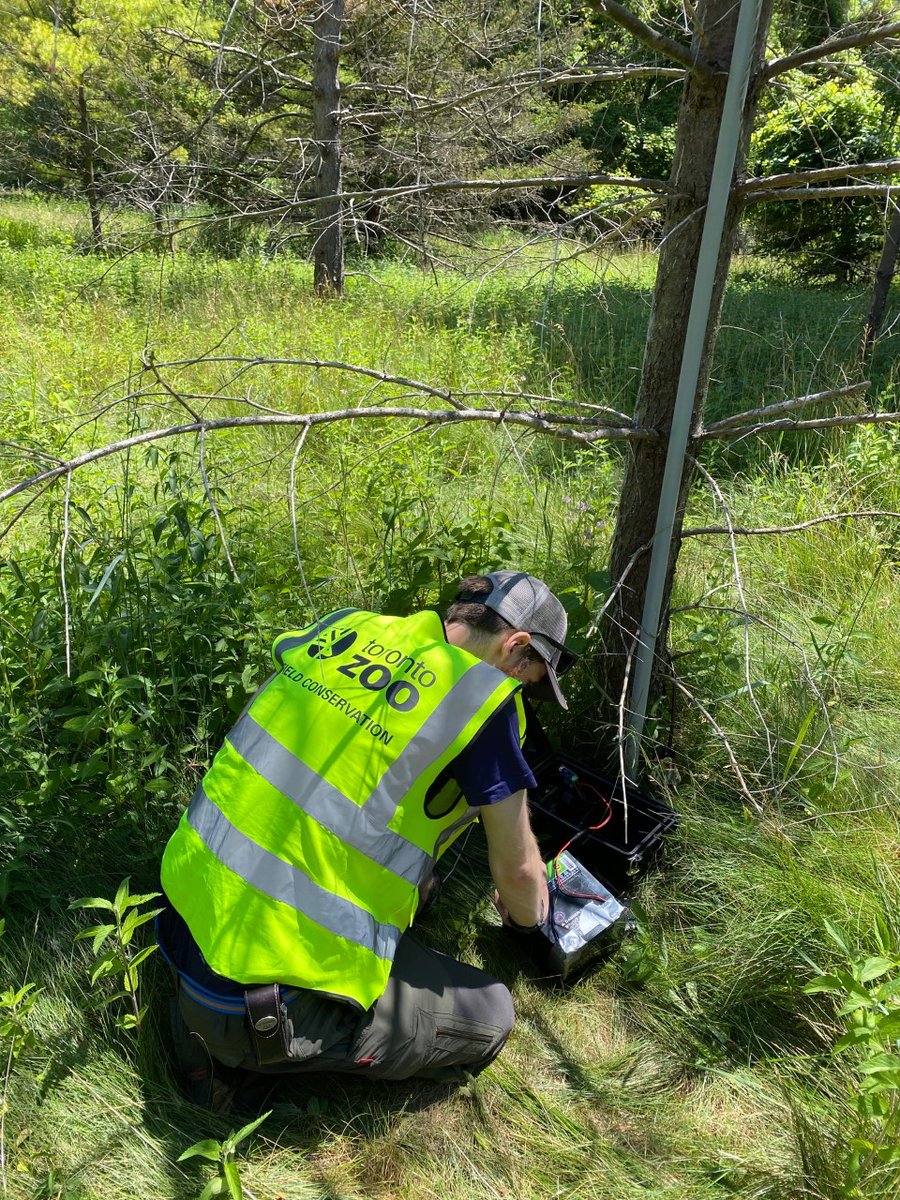 Last week I had the pleasure to join the 
<a href="/TheTorontoZoo/">The Toronto Zoo</a> bat 🦇 team during their field work! This team is passionate about conserving bat species in Ontario, specifically in Glen Rouge National Park 🌳. There is no shortage of hard work or fun when with them!