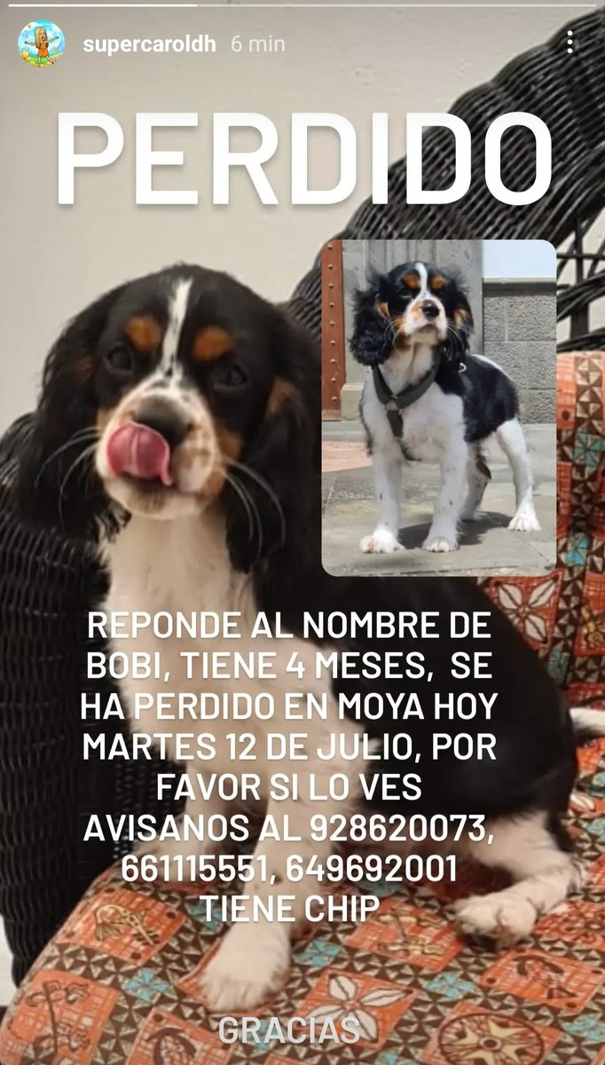 josedima1986's tweet photo. Se pide difusión! Bobi se ha perdido esta tarde cerca de la iglesia de Moya. A ver si es posible localizarlo. Gracias a todos por compartir! https://t.co/EkuuzqNhsi
