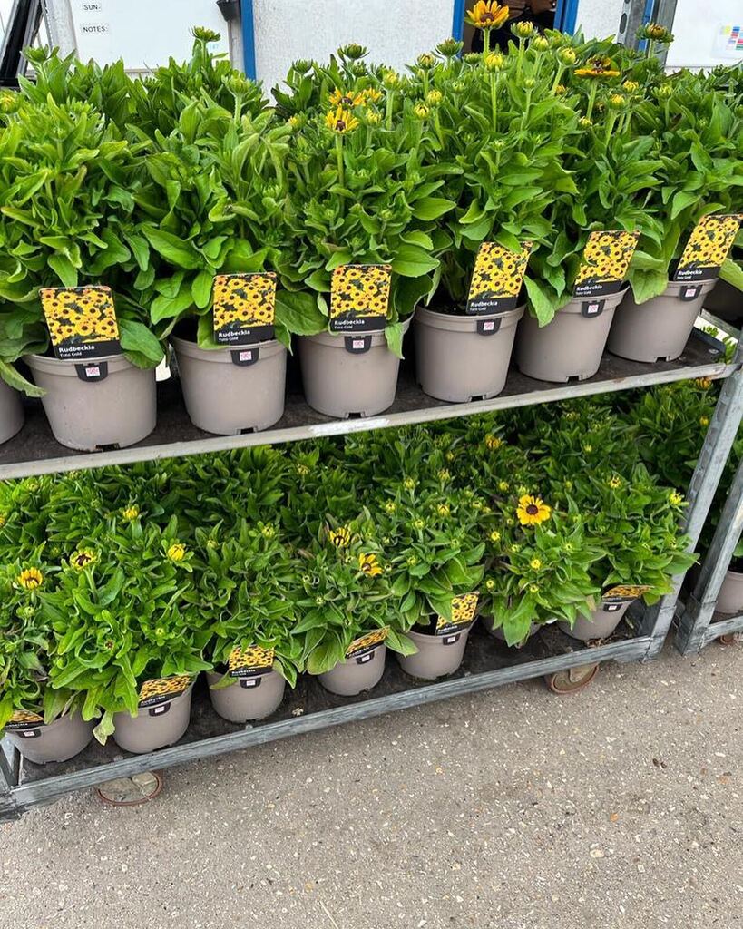 Farplants's tweet photo. Rudbeckia Toto at Binsted. Superb in habit and flower power. Sending to a garden centre near you.
#tristramplants 
#rudbeckia 
#summerplants https://t.co/WIG9jK5EXX https://t.co/5SF5J3ARxy