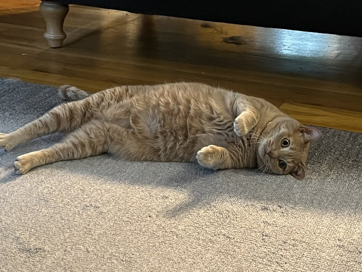 i dont want to move, i’m deep in contemplation … #CatsofTwittter #cats