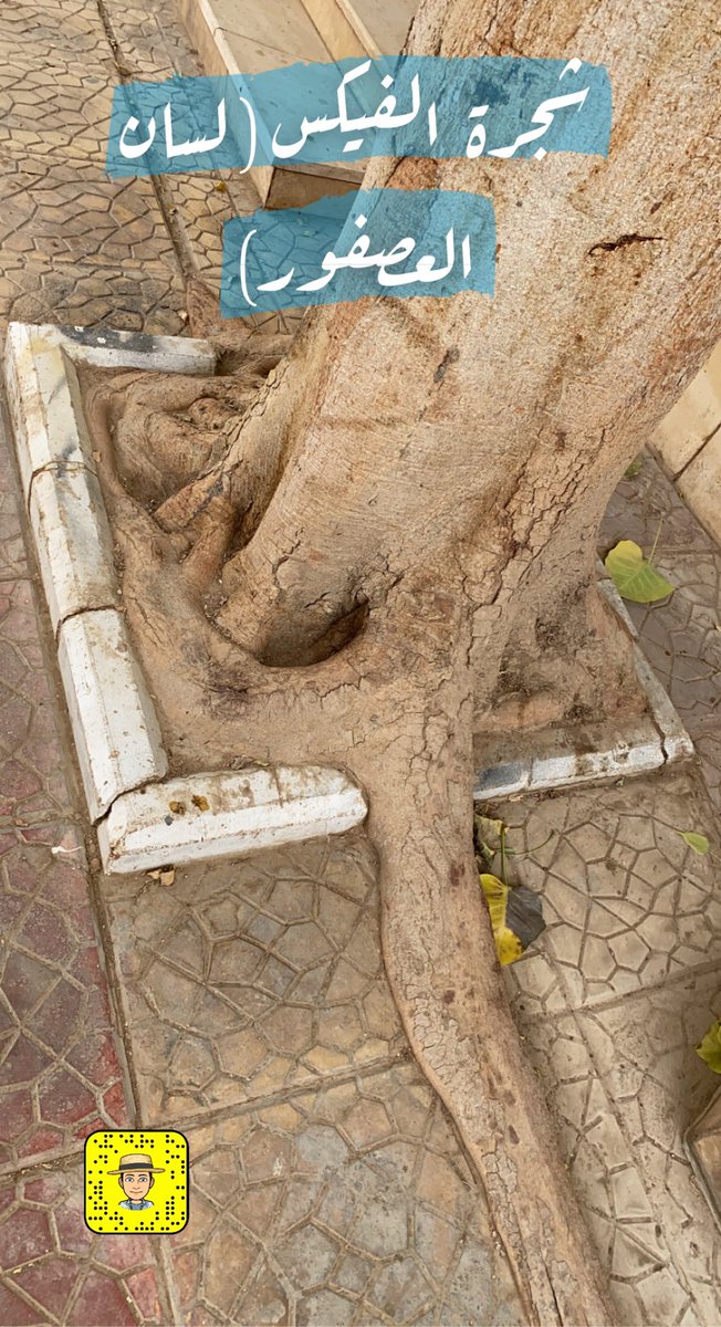 plants_3's tweet photo. 🛑 جذور #شجرة_لسان_العصفور خطيرة على البنية التحتية للمنزل ، لا انصح بزراعتها في رصيف وحديقة المنزل 🏡 https://t.co/pkb6NCP2Hh