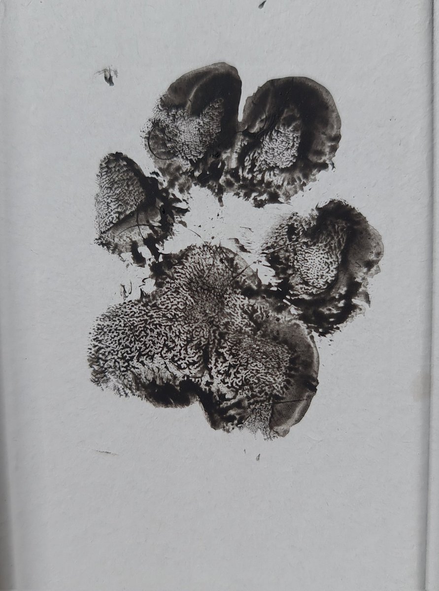 Psicoxelito tweet media