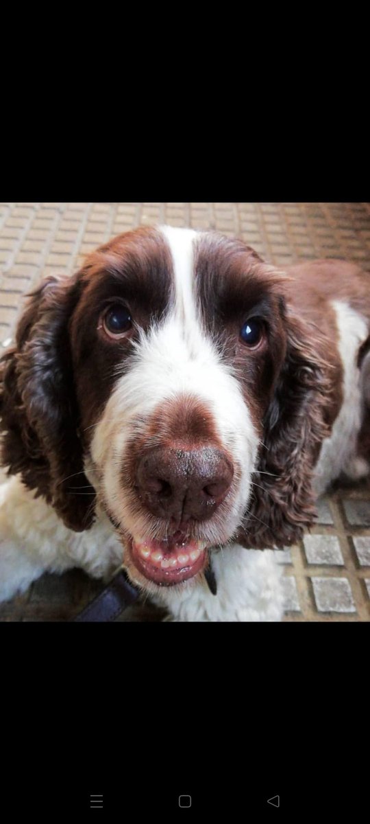 Psicoxelito tweet media