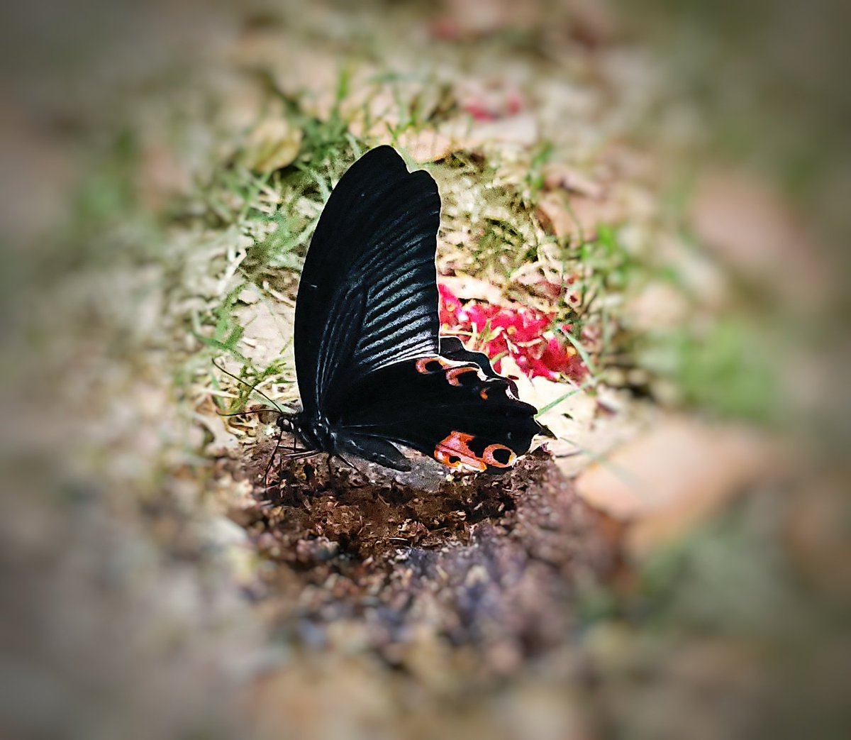 ManishaKukreti3's tweet photo. Spangle (Papilio protenor)
#butterfly🦋 #HimachalPradesh #TitliTuesday https://t.co/i6dvUtxzef