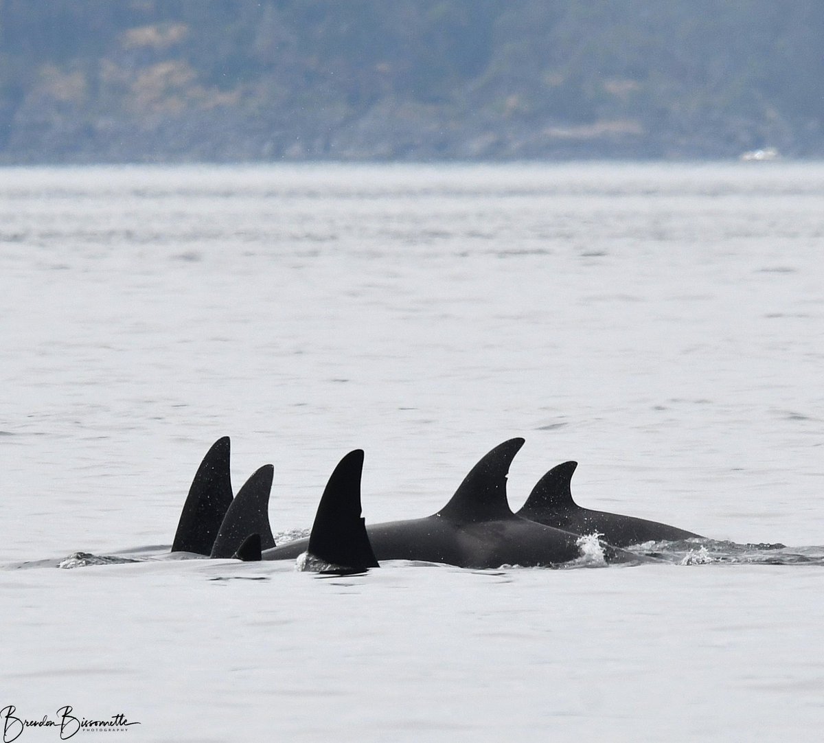 ThePWWA's tweet photo. This family portrait features 3 generations of Bigg's orcas. Left to right, we see T109A3 Spong (2009), T109A5 Argyle (2014), tip of the dorsal of matriarch T109A Runaway (1990), T109A4 Garrett (2012), T109A6 Riley (2018), and Spong's calf (2022).🥰

📷: Brendon @Whale_Sightings https://t.co/dOjNvfL3jA