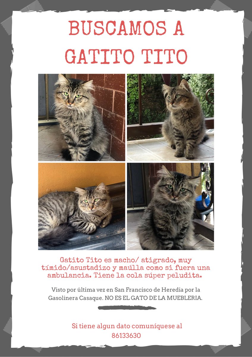 Cuidado con María tweet media