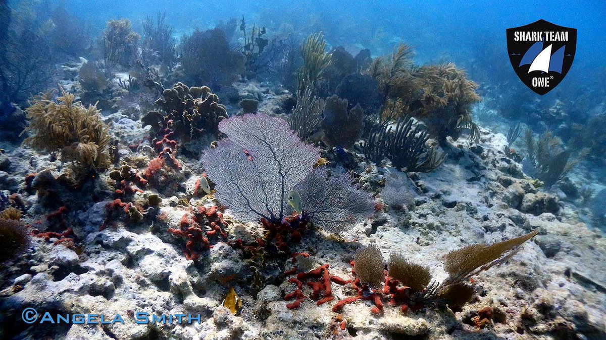Home to the world’s third largest barrier reef, the @FloridaKeysNMS is a haven for ocean life—but it's threatened by climate change, overfishing and more.  That's why we need people who want to #SaveOurFloridaKeys to weigh-in with @NOAA before Oct. 21! floridakeys.noaa.gov/blueprint