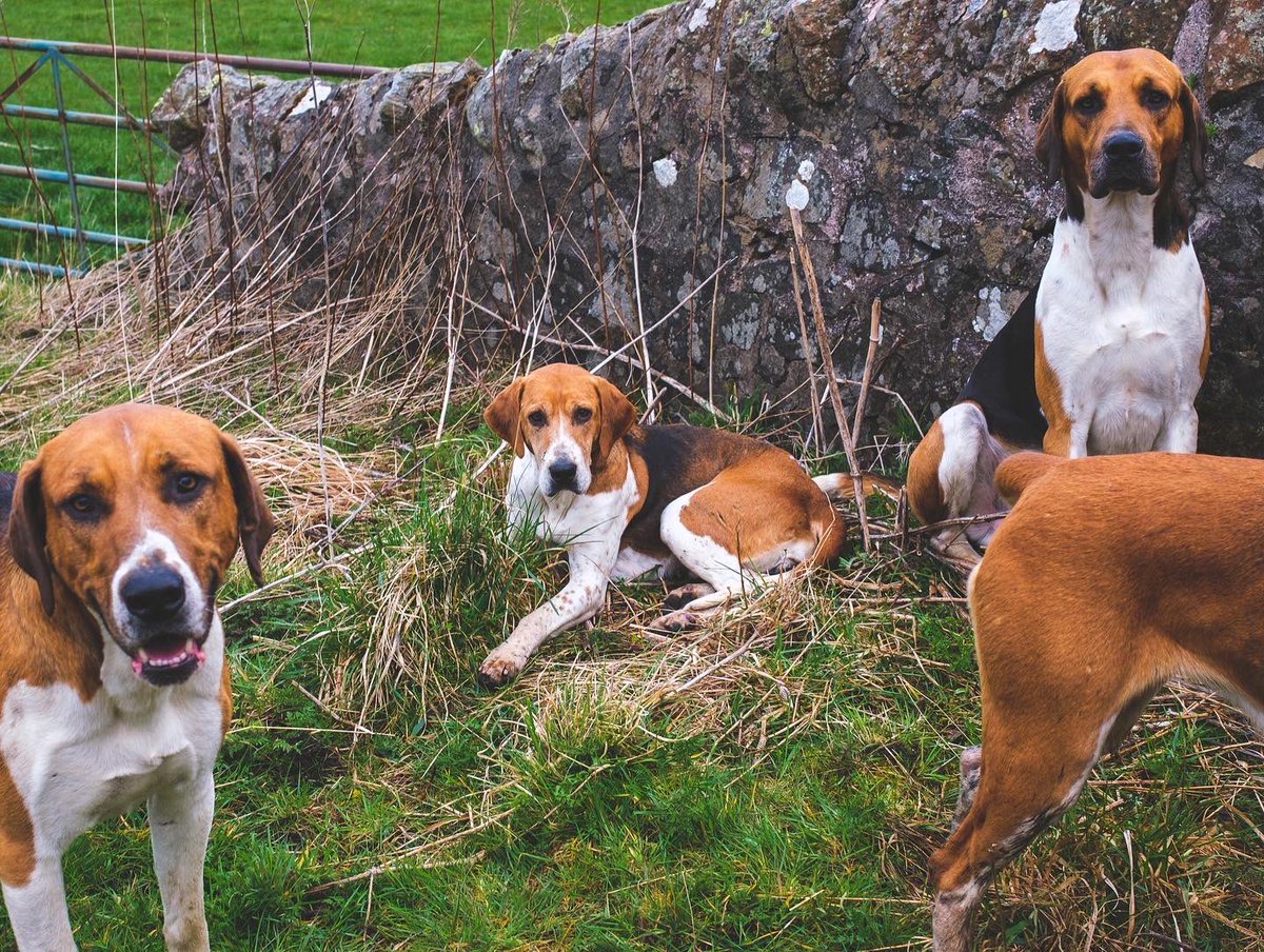 lurcherwork's tweet photo. #foxhounds #houndexercise #huntinghounds #englishfoxhound https://t.co/tIAeOU7Jmo