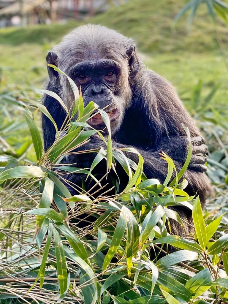 Monkey World Dorset tweet media