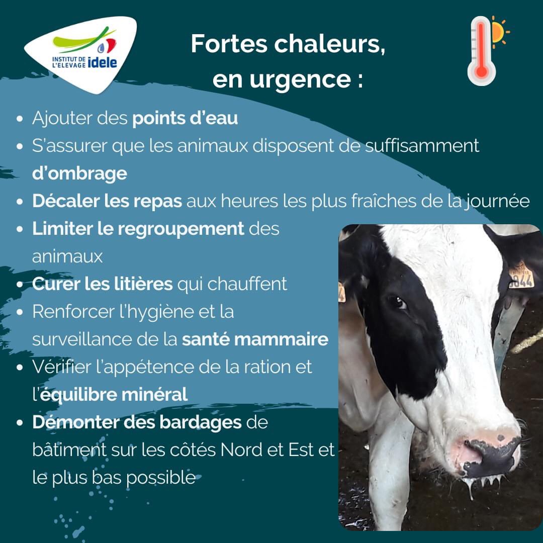 bovec_fr's tweet photo. Pensée pour les éleveurs qui subissent les fortes chaleurs 🤞#keepFRESH 🐄 https://t.co/tJKleApEdO