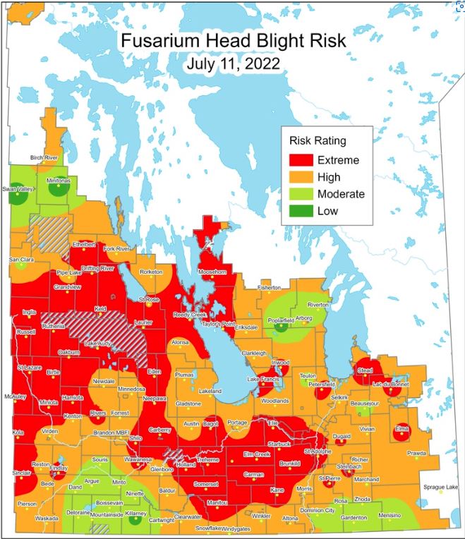 Over the last week, the heat and humidity have significantly increased, resulting in Moderate to Extreme Risk for wheat and barley crops.  Call on our Agro Team for expert advice!

Province of Manitoba | agriculture - Fusarium Head Blight Report (gov.mb.ca)