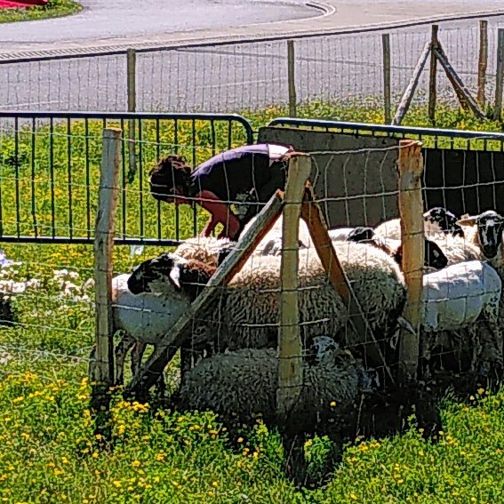 FSarlieve's tweet photo. Les agnelles sont tondues. Le blé est moissonné. 
Les anciens rencontrent les nouveaux.
Avant les grandes chaleurs, ça respire sur la plaine de Sarliève. https://t.co/5KQwlQNTlD