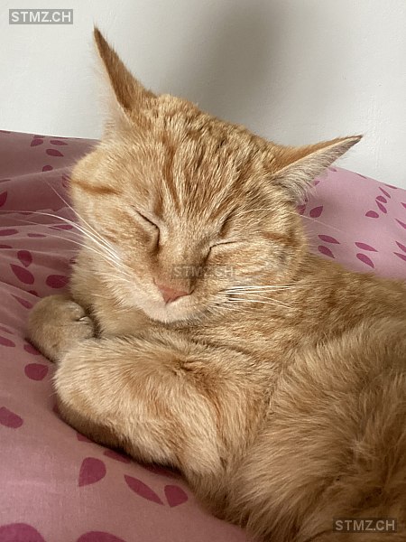 stmz_ch's tweet photo. #Katze #vermisst https://t.co/PRXCIfkEKX 9497 #Triesenberg männlich getigert Rot/Orange kurzhaar https://t.co/sCusFkjNnM