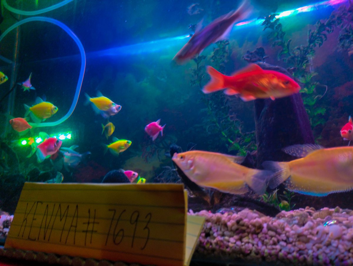 KENMAAAAA tweet media