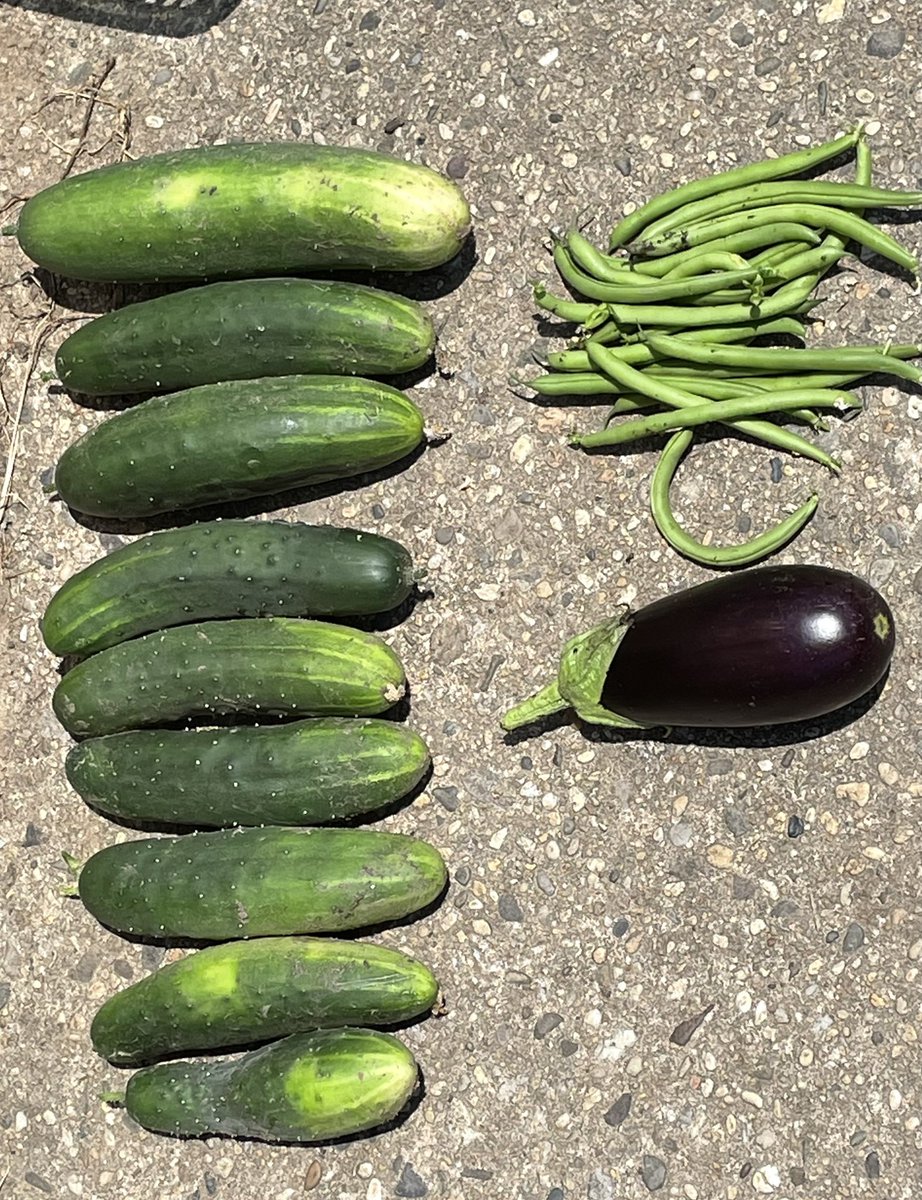Another big harvest! 🥒
<a href="/OBFightsHunger/">OBHS Fights Hunger</a> 
#obhsgarden