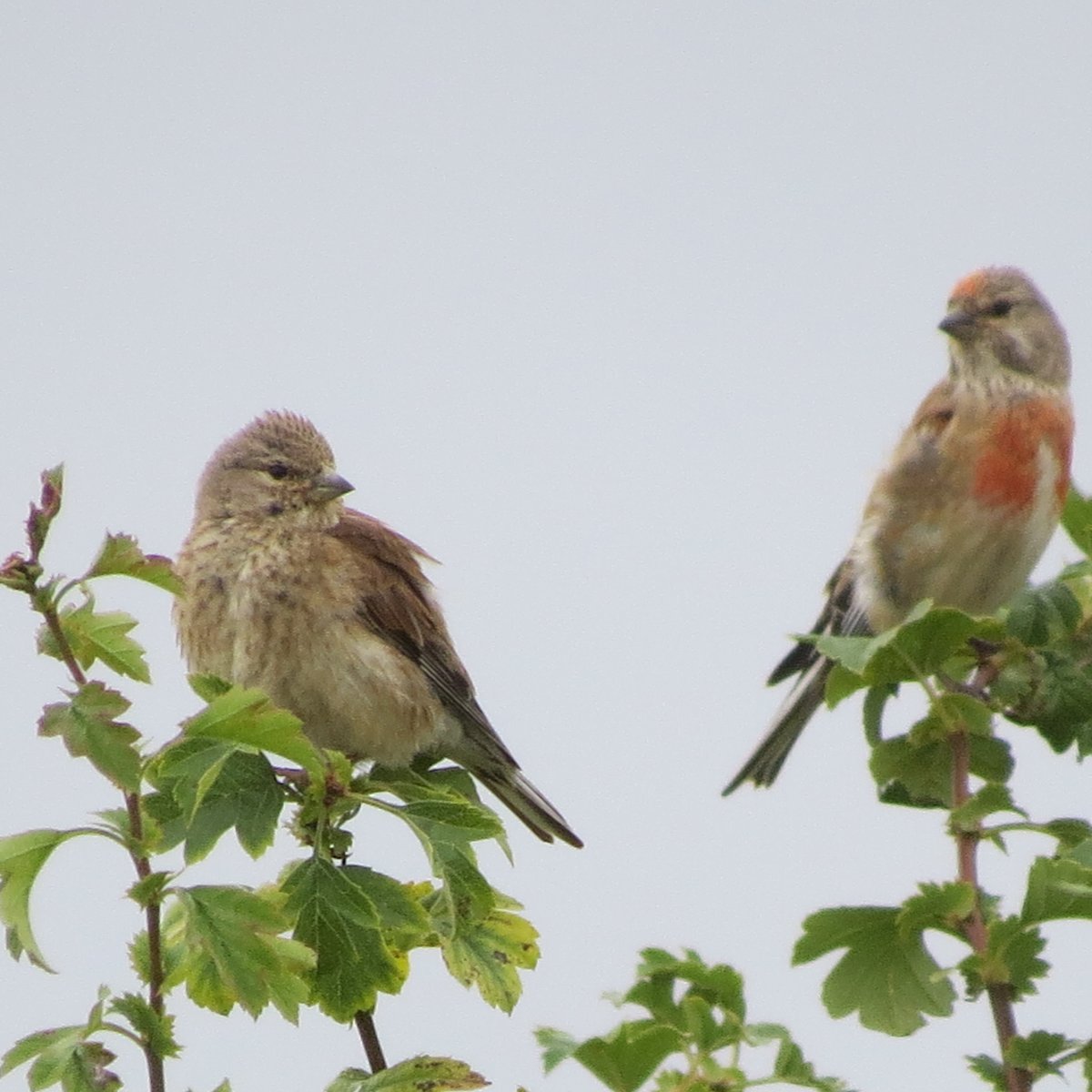 MvStuijvenberg1's tweet photo. De familie #Kneu #CommonLinnet
#2022VogelJaar 😍😍😍 https://t.co/S9s2p3ewHv
