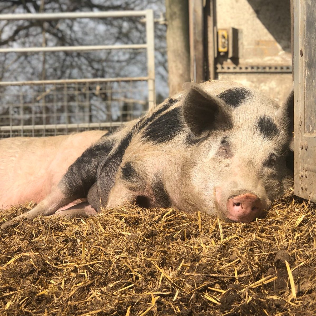 RathboneKim's tweet photo. Oreos Oracle
The logical conclusion to a compassionate and respectful relationship to sentient animals is that we stop eating them. — Jonathan Balcombe
Go vegan, Join Pigoneers help support us 91+ rescue pigs @BTWsanctuary Only £2.50/$3.48 a month👇
https://t.co/mfkC8V9jCa https://t.co/CeNsfnOoee