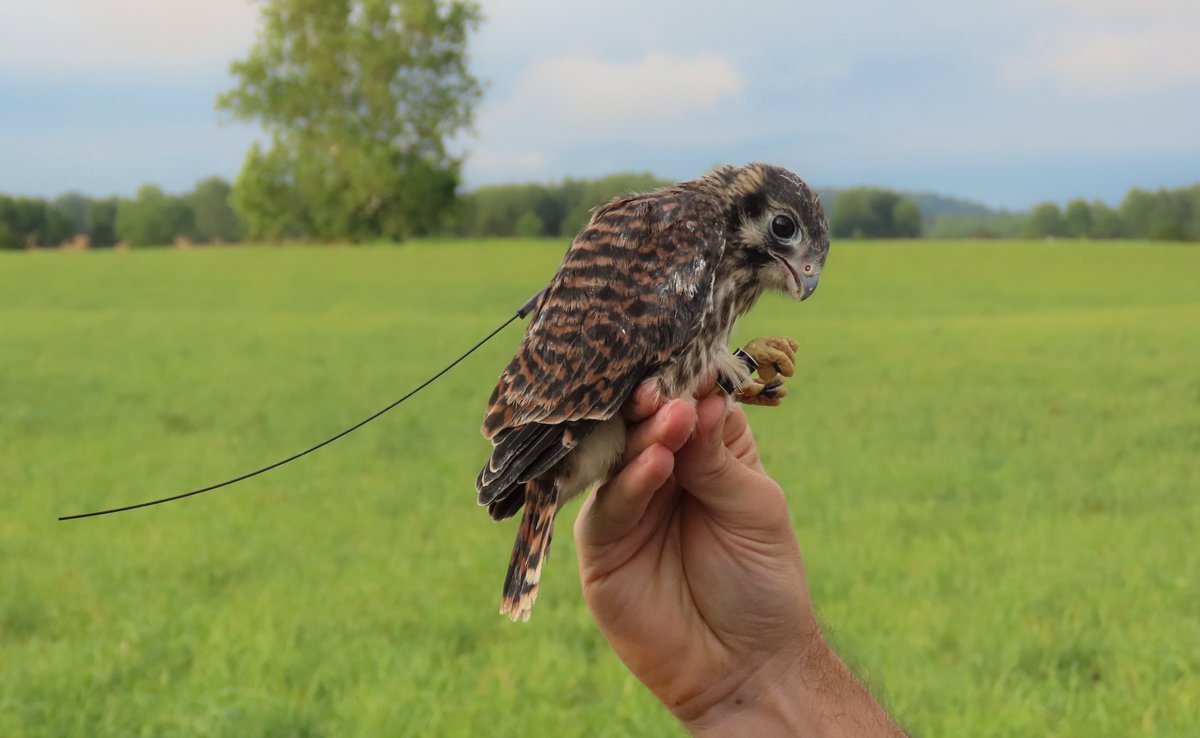 SMConservation's tweet photo. We’ve been keeping track of a number of #AmericanKestrel nest boxes all season at our study site with the help of custom boxes featuring solar-powered security cameras! #ProjectFledgling is a collaboration between us and @SMBC @VAWorkingLands @SmithsonianMoL.
#conservation https://t.co/txRVeBcrue