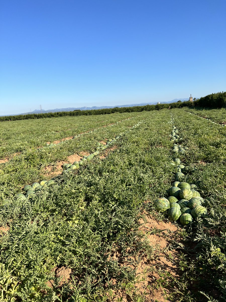 OskarMnx's tweet photo. 36 grauets!! Al tall!!#sandies #agricultura https://t.co/tAl0TG9aQx
