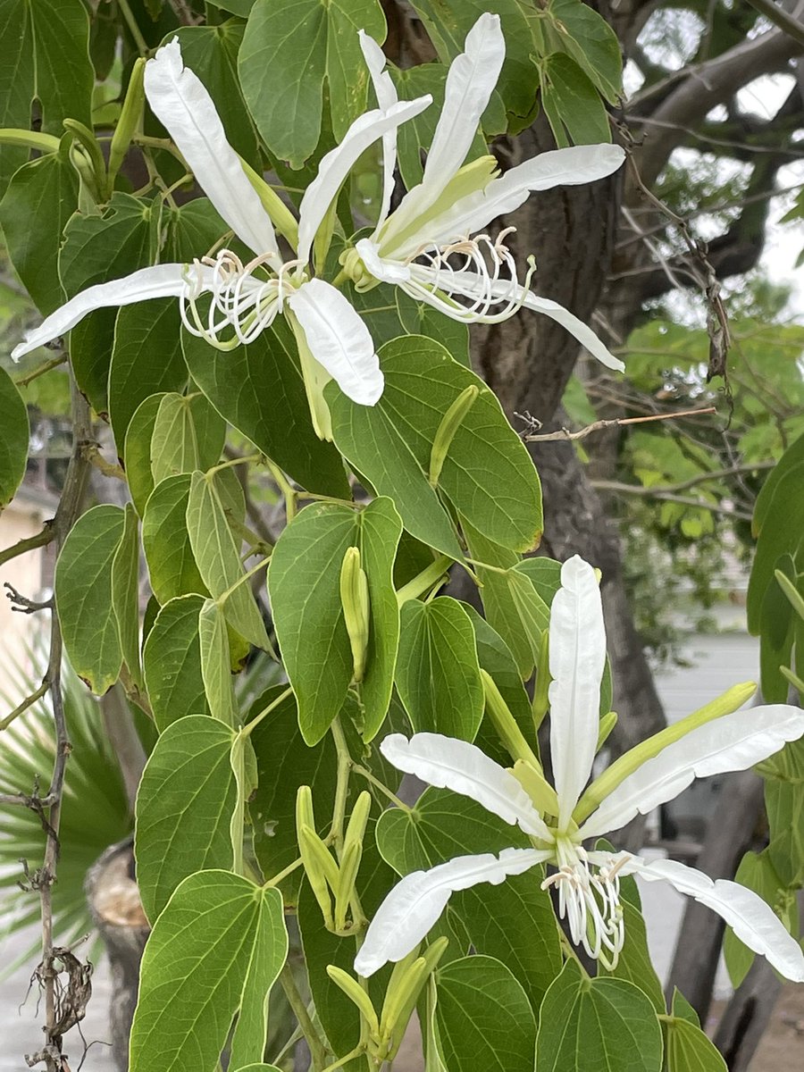 DebHarkness's tweet photo. Today's gratitude:
🪷 spotting a beautiful blossom on a tree during my walk
🧘‍♀️ the restorative power of meditation
🥚 a herb omelette made the Julia Child way--shake that pan!
#gratitude #simplethings https://t.co/gFyDhhsyHv