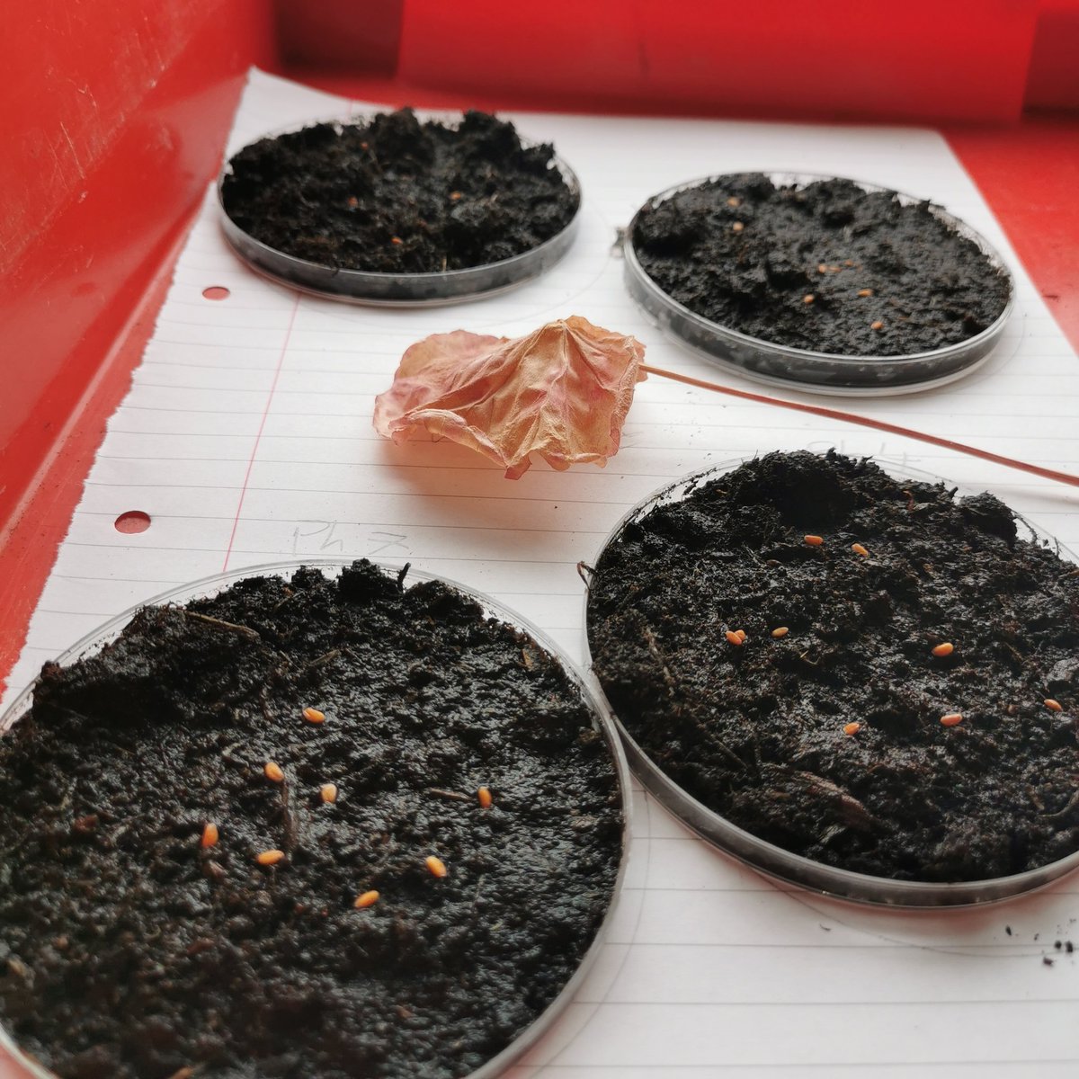MrMuirBC's tweet photo. Year 8 are investigating the effects of different strengths of acid on seed germination compared to a neutral solution. This is linked to their work on the effects of acid rain. Results should be in by the end of the week. #biology #KS3science #activelearning https://t.co/82T6ZhXAJM