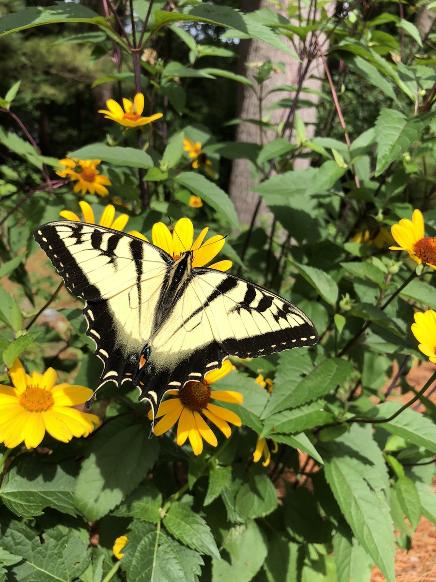Just a little pollinator love on this beautiful day in July.