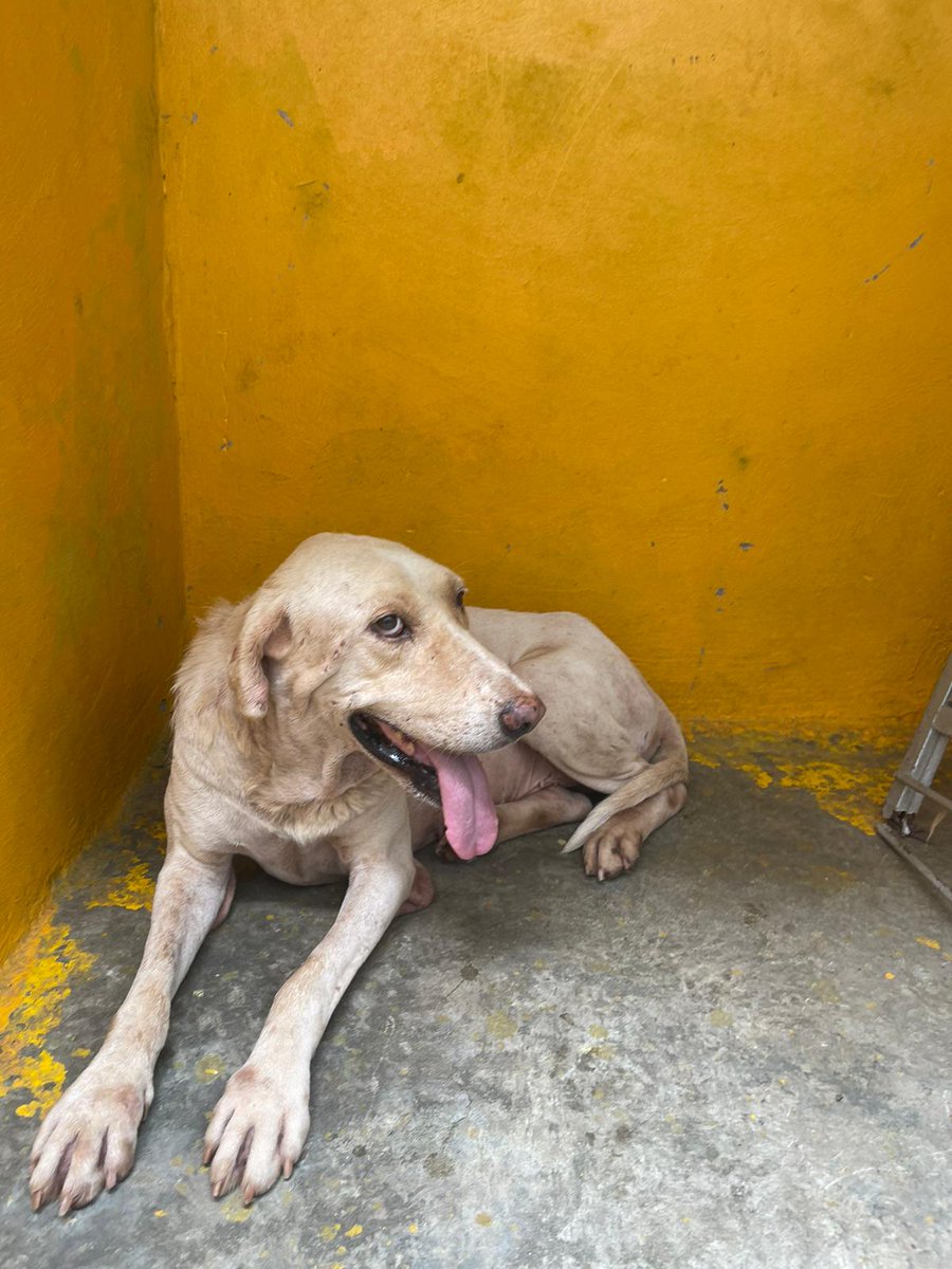 Sadly Champ's planned foster home has fallen through and I am now searching again. I need to find him a home before the end of July before I travel to put things in place. Champ is a quiet, senior boy who just needs a home to rest his body, he's no trouble at all. Please help him