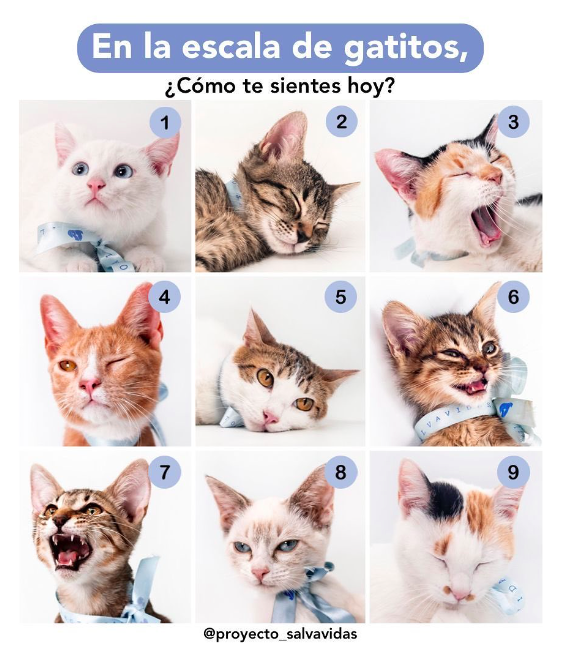 psv_mexico's tweet photo. En la escala de gatitos de Proyecto Salvavidas ¿Cómo te sientes hoy? Todos los gatitos de las fotos están actualmente en adopción buscando una familia por siempre <3

Adopta en https://t.co/dK1ggAPwLW https://t.co/Ws82ul8mN7