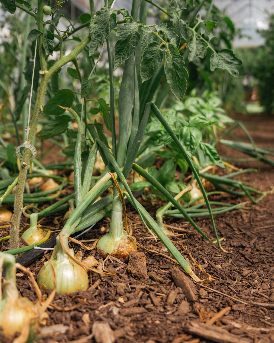 flourishcdc's tweet photo. The vibes from our neighborhood garden are immaculate. 😍⭐ Interested in volunteering? Visit our website to learn more: https://t.co/icHCaxHf2Q 😇✨ https://t.co/jw5b9wWiHj