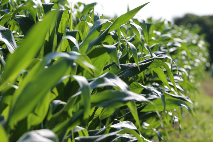 CargillGrainUS's tweet photo. A corn #CoverCrop isn’t as simple as a soybean cover but with proper planning you can successfully integrate cover crops into your corn cropping program. Get #CargillRegenConnect’s top tips on corn cover crops here: https://t.co/zKljGFMZGH https://t.co/i18eouhMwC