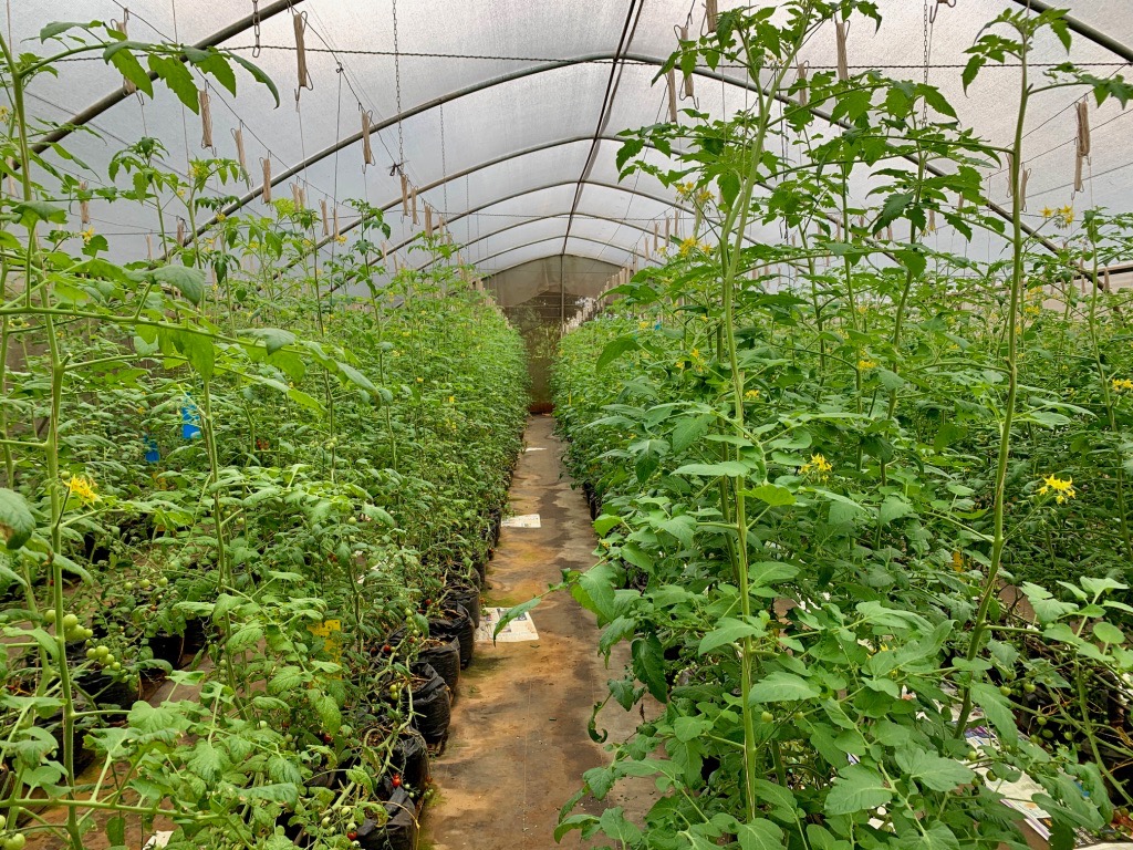 SENE_TZ's tweet photo. Endless vines! Here is the greenhouse used to grow our various tomatoes 🍅#SENE #farmtotable #freshproduce #sustainability #tomatoes https://t.co/vONCiHfnOu