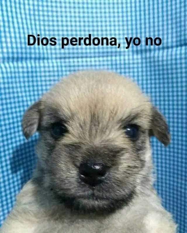 El ZumosSs tweet media