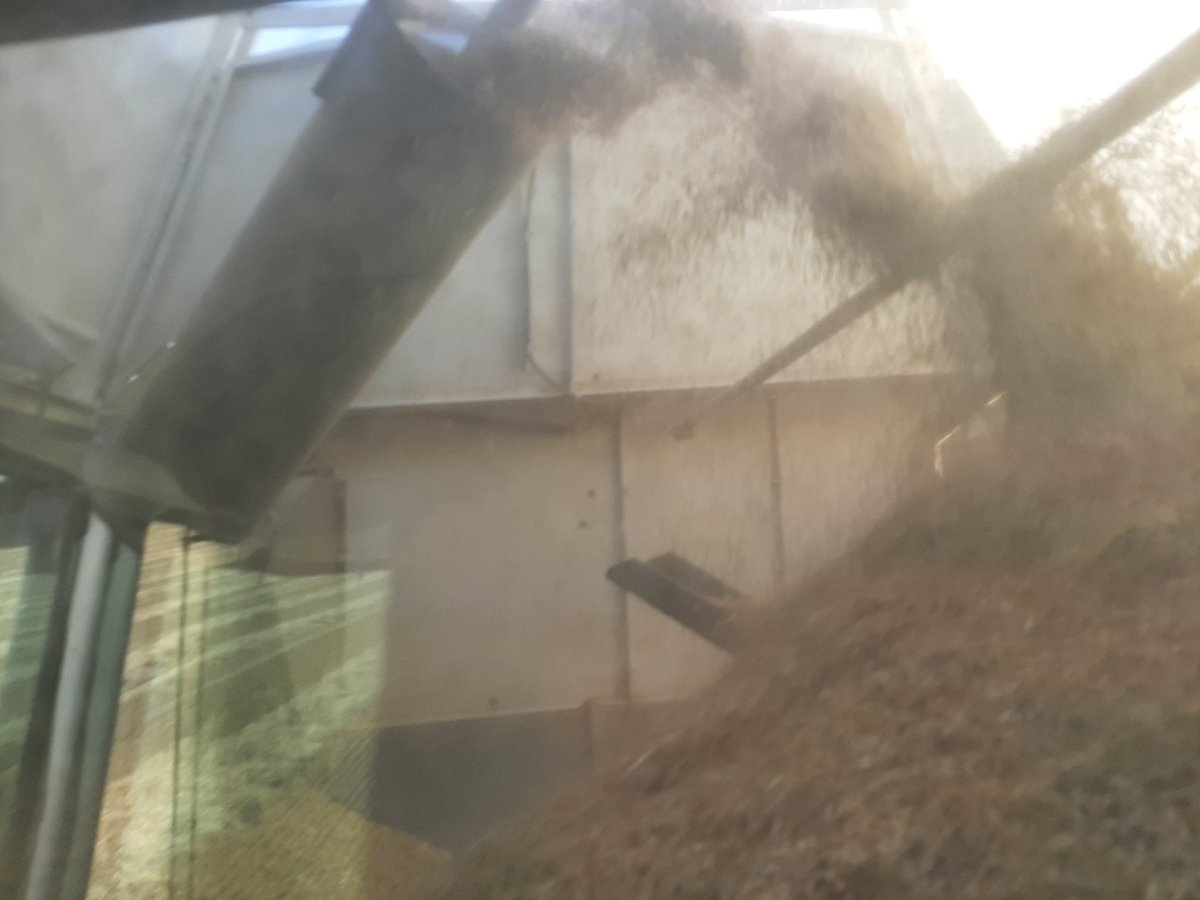 1 semaine après l'andainage,
Moisson du Ray-grass D'Italie 
Rendement largement supérieur à 2021.
#CeuxQuiFontLesSemences
#FrAgTw