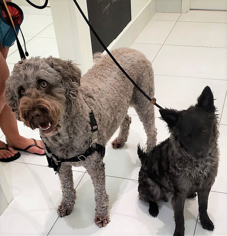 DrEllenKinzl's tweet photo. The perfect Wren and Ditto, waiting very patiently for their appointment.
.
.
#verygooddogs #canarydistrict #veterinarian #beautiful #animalhospital https://t.co/wuVXSHPQOu