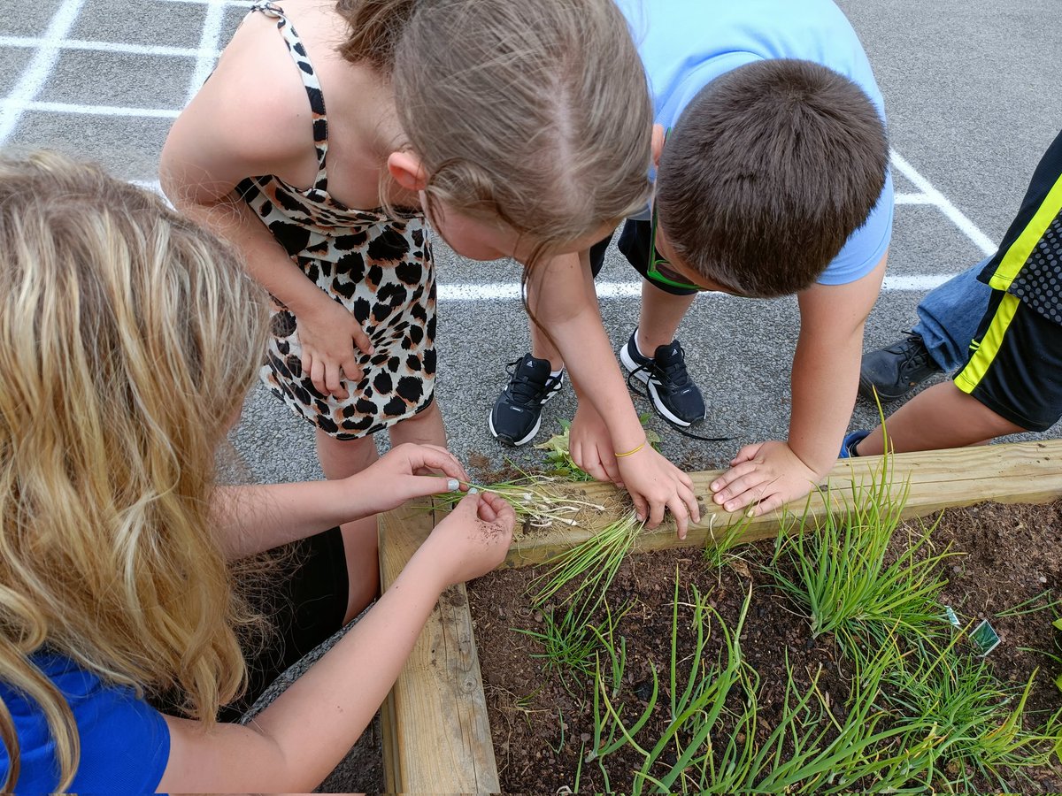 penrhiwceibr's tweet photo. Working on our vegetable patch #dosbarthmaple 🥕🫑🍠🌾 https://t.co/sb8sRwZAY7