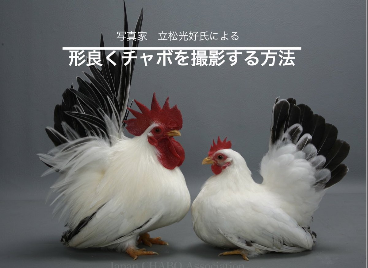 全日本チャボ保存協会 公式 Japan Chabo Twitter