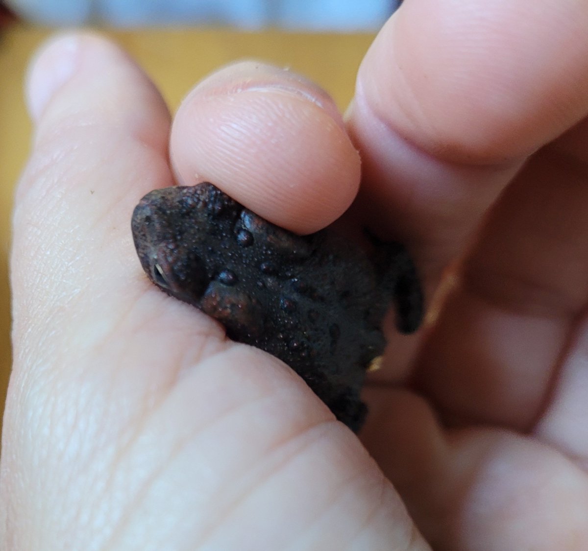 ArratiaCarmen's tweet photo. Found this tiny, precious Western toad home-backyard (no one hurt during photo) - sadly, critically endangered 🐸🌱😃🙏#toads #Kansas #toad #westerntoad #nature #naturelover #endangered #ecology #habitat #mentalhealth #MentalHealthMatters #outdoors #western #joy #beauty #love https://t.co/l0wCQDYcGC
