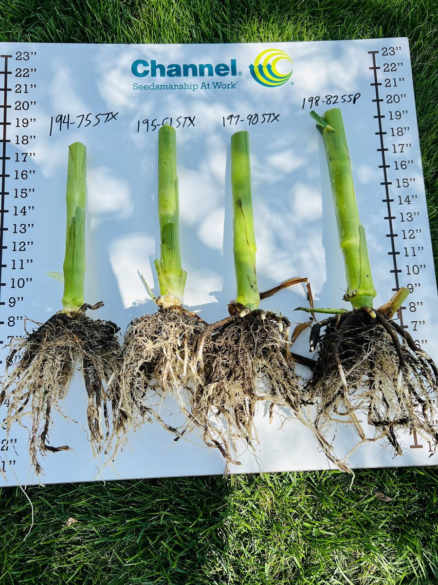 clayton_kolling's tweet image. Dug up some plants on the #SMARTSTAX plot today. The new #SSPRO hybrid is showing some very impressive roots on this field that’s 10 years corn/corn. @ChannelSeed @Channel_NE @BayerTraits