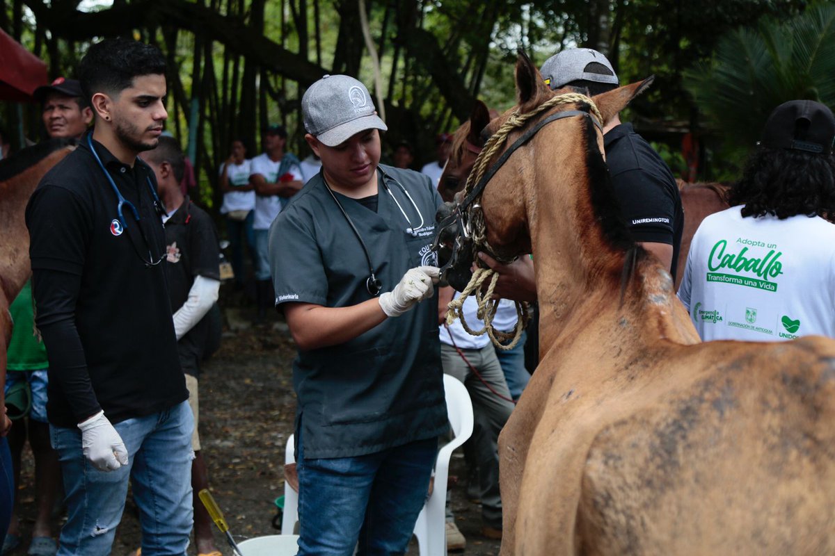 anibalgaviria's tweet photo. Reactivamos el programa #AdoptaUnCaballo, transforma una VIDA. Emociona ver cómo los equinos pasan de trabajar en condiciones muy difíciles a vivir felices con familias amorosas y a apoyar terapias de personas con discapacidad. En @Teleantioquia contaremos estas historias. https://t.co/Tyz8qRIpYM