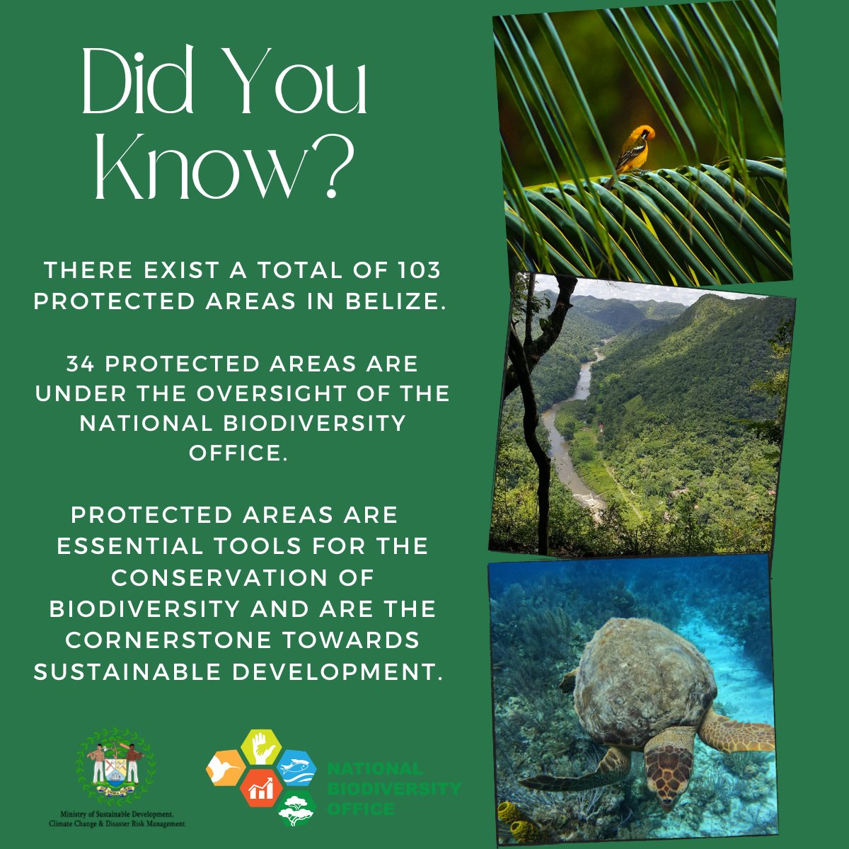 Belize_NBIO's tweet photo. Did you know ⁉️
Have you been to any protected areas in Belize? Please share your thoughts in the comments section.
#Belize #ProtectedAreas #Nature #Biodiversity #Conservationtools #NBIO #ForNature #ecosystem https://t.co/qDutyTnkjP
