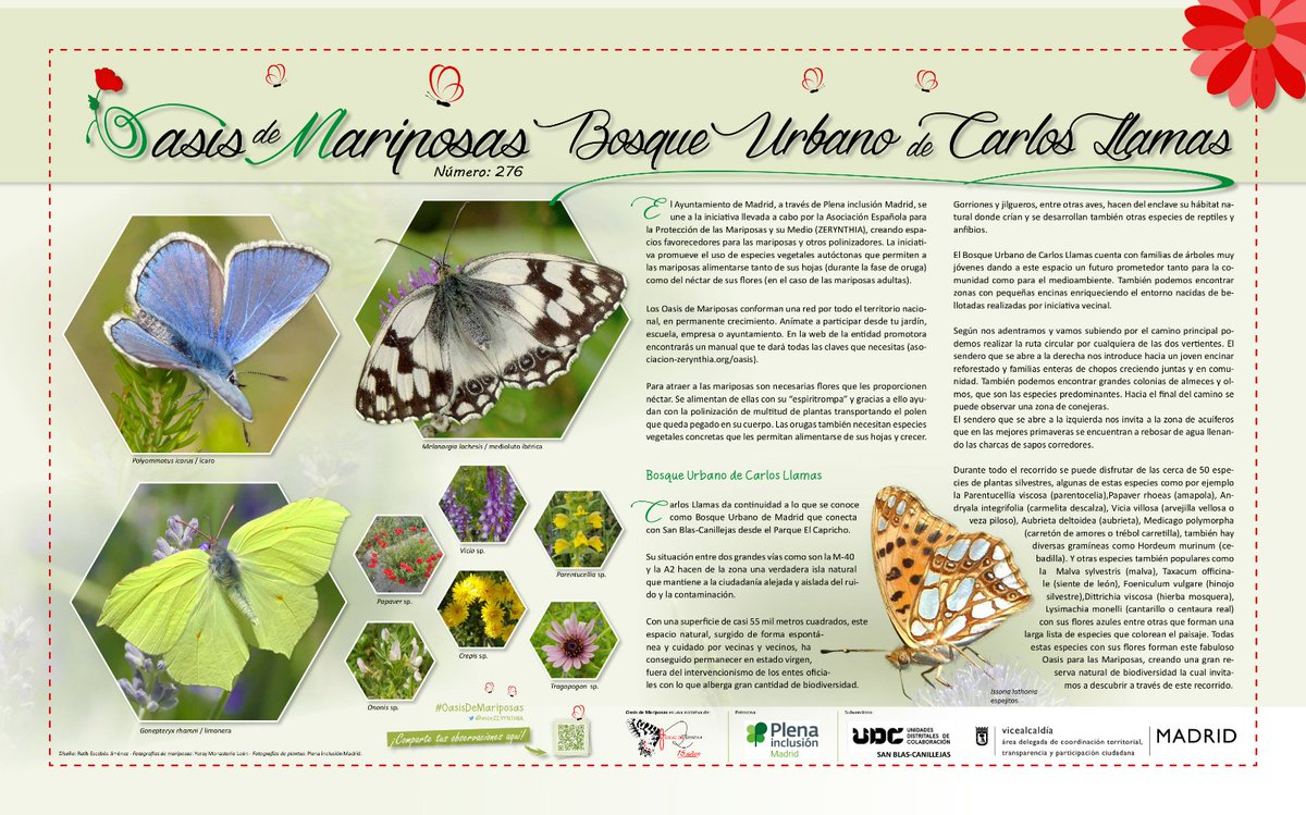 MedioBlas's tweet photo. 📢 21 JUEVES  19h
 Una tarde de actividades para la inauguración del #OasisDeMariposas  con UDC @Plenainclusion @JMD_SanBlas
@asocZERYNTHIA
Una victoria para un pequeño espacio naturalizado  en plena recuperación que esperamos seguirán cuidando .💚🐸🦋
 👇
https://t.co/5soBUoJX6z https://t.co/ihBwjeoIqI