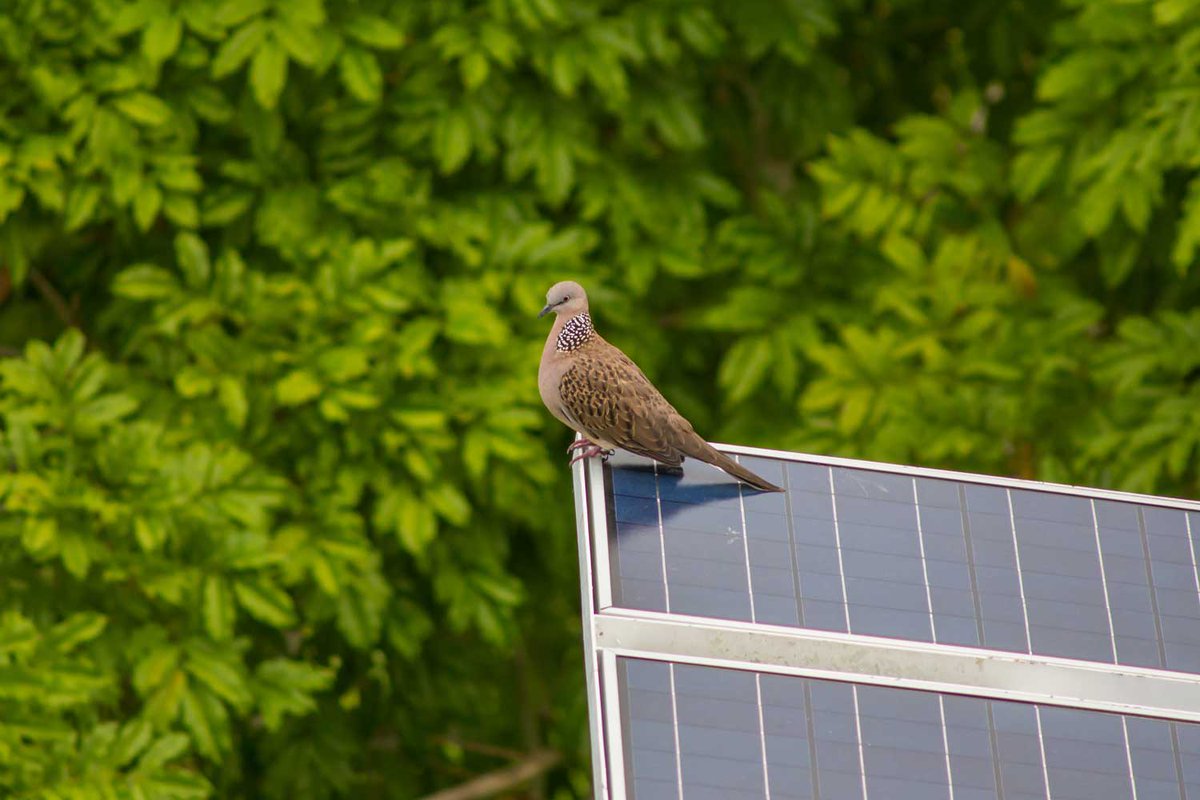 Tuesday Tweet:

From the American Bird Conservancy

Climate change is bad news for birds. Impacts like higher temperatures, rising sea levels, extreme weather, habitat loss, and disease spread are already having an effect on hundreds of avian species.   zcu.io/2mIu